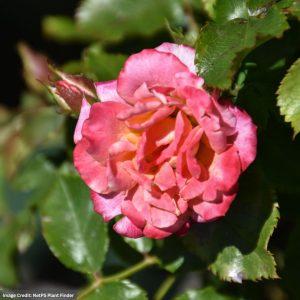 Miniature Rose – Sunblaze® Peach – #2 Container