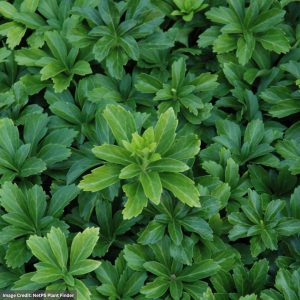 Japanese Spurge (Pachysandra) – Green Sheen – 3.5″ Container