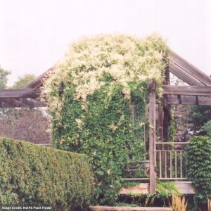 Silver Lace Vine (Polygonum Aubertii) – #2 Container