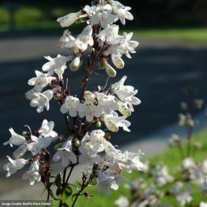 Beardtongue (Penstemon) – Husker Red – #1 Container