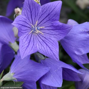 Balloon Flower (Platycodon grandiflorus) – Sentimental Blue – #1 Container