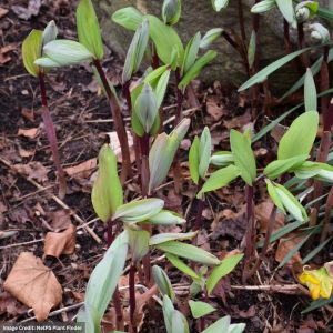 Solomon’s Seal (Polygonatum) – Ruby Slippers – #1 Container