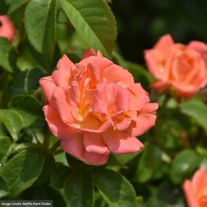 Knock Out® Rose – Orange Glow (Tree) – #5 Container