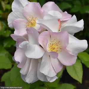 Climbing Rose – Sally Holmes – #3 Container