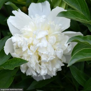 Garden Peony (Paeonia) - Lancaster Imp - #2 Container