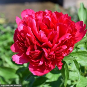 Garden Peony (Paeonia) - Many Happy Returns - #2 Container