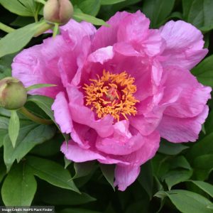 Itoh Peony (Paeonia) - First Arrival - #5 Container
