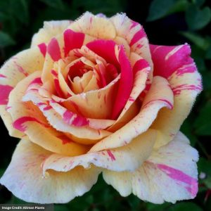 Climbing Rose – True Delight – #2 Container