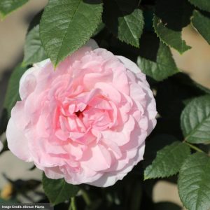 Climbing Rose – True Devotion – #2 Container