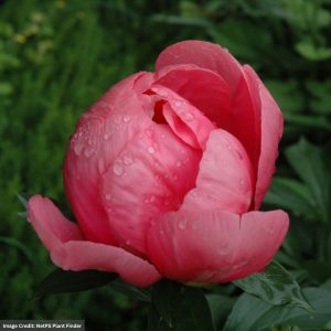 Garden Peony (Paeonia) - Lovely Rose - #2 Container