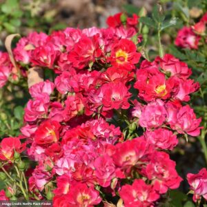 Drift Rose – Pink – #2 Container