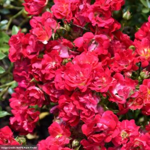 Drift Rose – Red – #2 Container