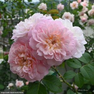 David Austin Rose – Elizabeth – #3 Container