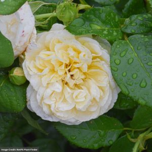 David Austin Rose – Nye Bevan – #3 Container