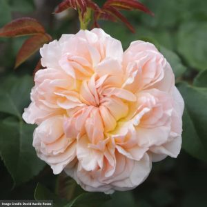 David Austin Rose - Evelyn - #3 Container