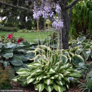 Hosta – Miss America – #2 Container