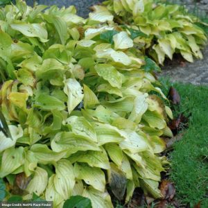 Hosta - Anne Arett - #1 Container