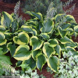 Hosta - Atlantis - #1 Container