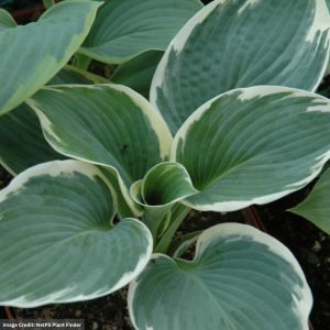 Hosta - Barbara Ann - #1 Container