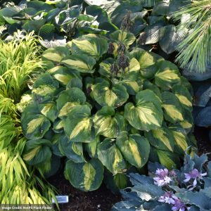 Hosta - Beyond Glory - #1 Container