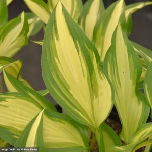 Hosta – Cool As A Cucumber – #1 Container