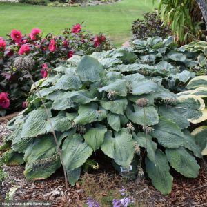 Hosta - Shadowland® Diamond Lake Hosta - #1 Container