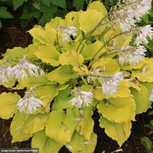 Hosta - Shadowland® Echo The Sun - #1 Container