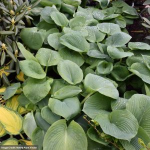 Hosta - Elegans - #1 Container