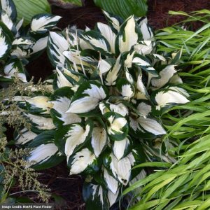 Hosta – Fire And Ice – #1 Container