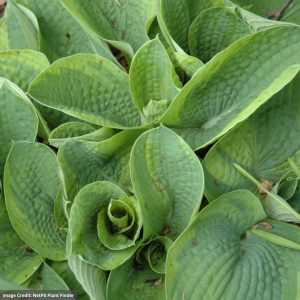 Hosta - Flavocircinalis - #1 Container