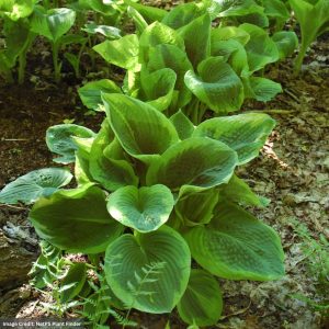 Hosta - Frances Williams - #2 Container