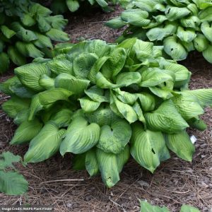 Hosta - Guacamole - #1 Container