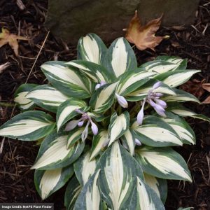 Hosta - High Society - #1 Container