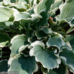 Hosta - Hope Springs Eternal - #1 Container