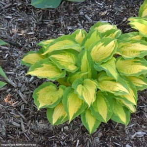 Hosta - Island Breeze - #1 Container