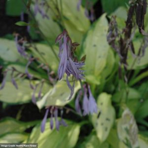 Hosta - Lady Guinevere - #1 Container