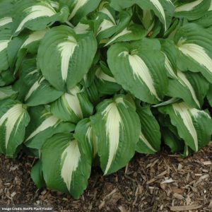 Hosta - Night Before Christmas - #1 Container