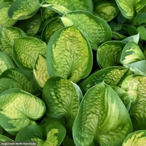 Hosta - Rainforest Sunrise - #1 Container