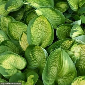 Hosta – Rainforest Sunrise – #1 Container
