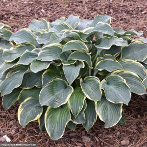 Hosta - Regal Splendor - #1 Container