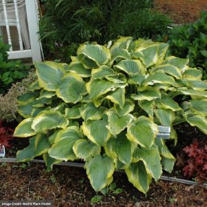 Hosta - Seducer - #1 Container
