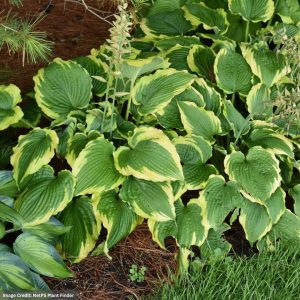 Hosta - Spartacus - #1 Container