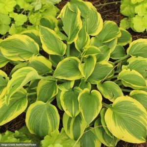 Hosta - Twin Cities - #1 Container