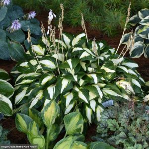 Hosta - Vulcan - #1 Container