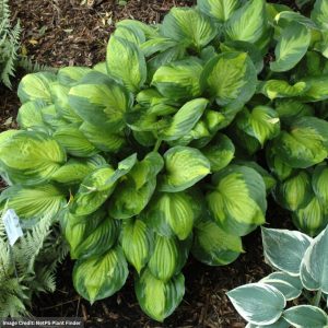 Hosta - Captain Kirk - #1 Container