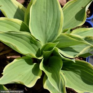 Hosta - Silk Road - #1 Container