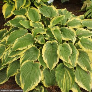 Hosta - Drop Dead Gorgeous - #2 Container