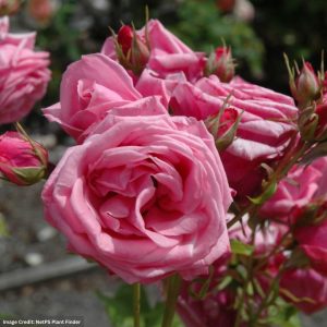 Floribunda Rose – Gene Boehner – #3 Container