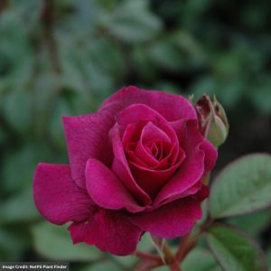 Floribunda Rose – Intrigue – #3 Container