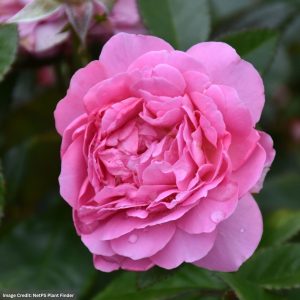 Floribunda Rose – Orchid Romance – #3 Container